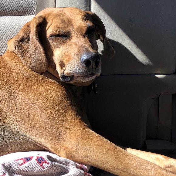 Meet your Posher, Tasha - Picture 2 of 8